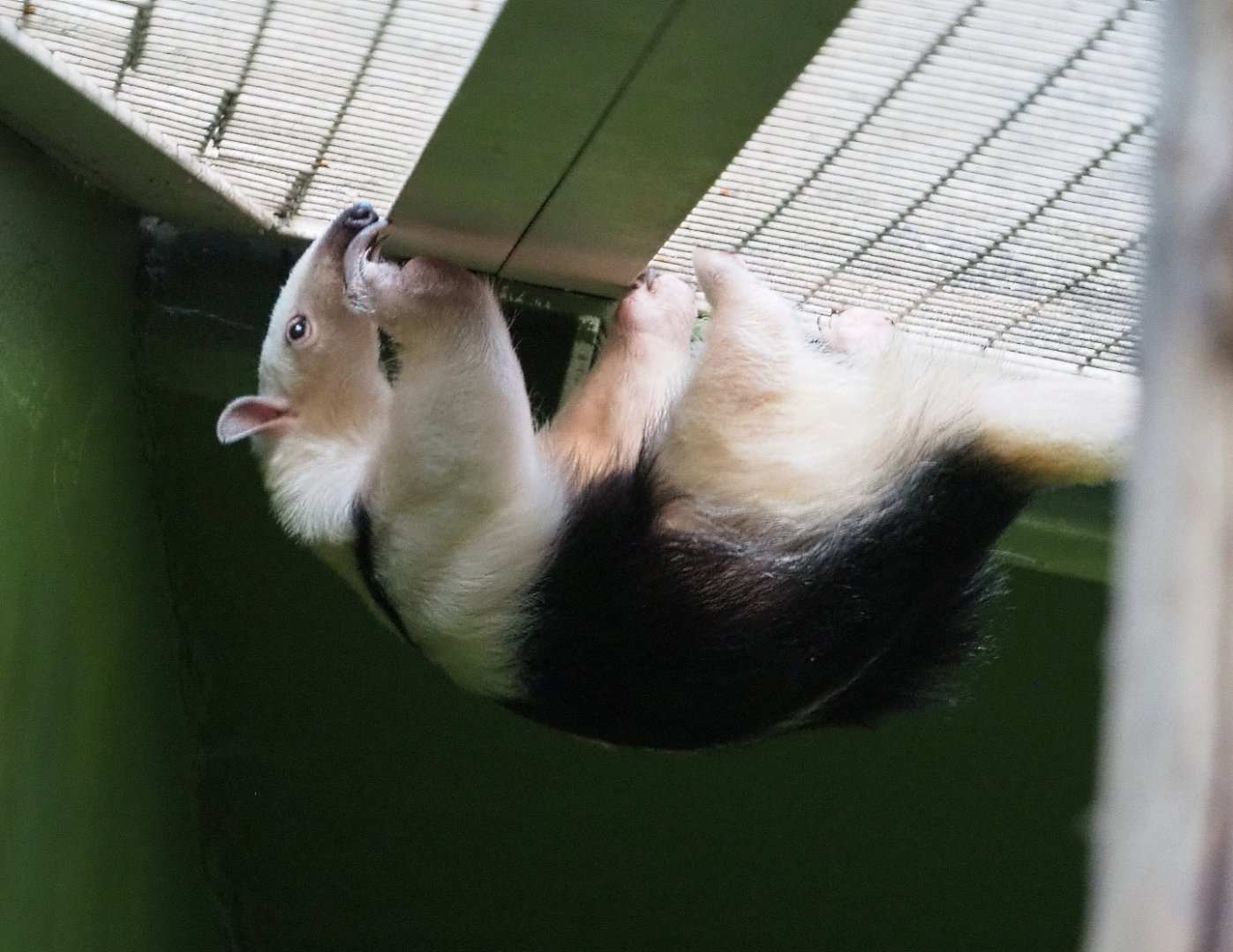 Climbing Southern tamandua (Tamandua tetradactyla), 2019-12-30