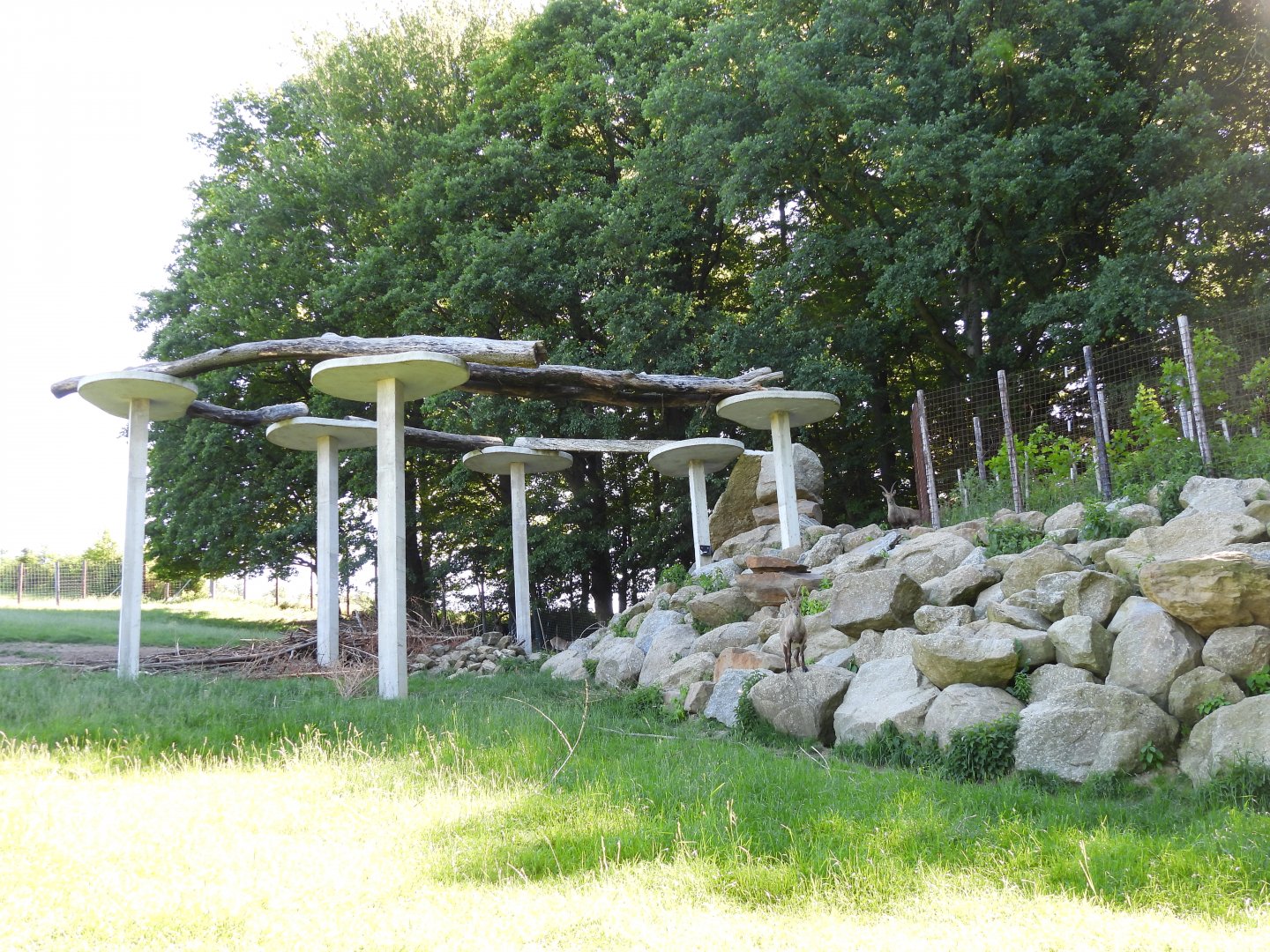 Climbing structure for alpine ibex - Wildpark Hochriess