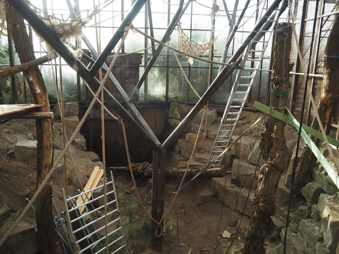 Climbing structures in the northern white-cheeked gibbon indoor exhibit being redone, 2025-03-02