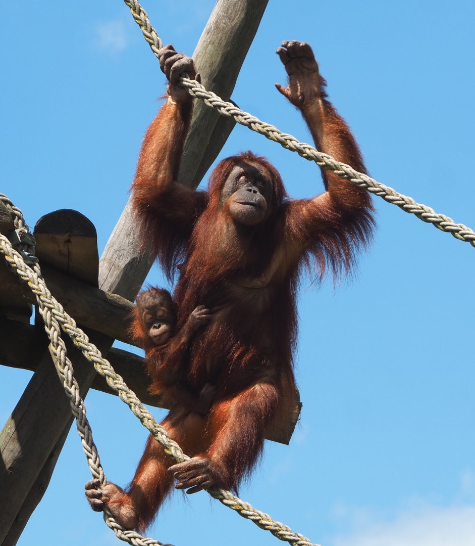 Climbing Sumatran orangutan (Pongo abelii) with baby, 2022-06-28