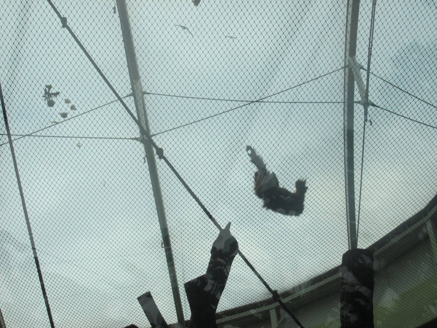 climbing sumatran orangutan