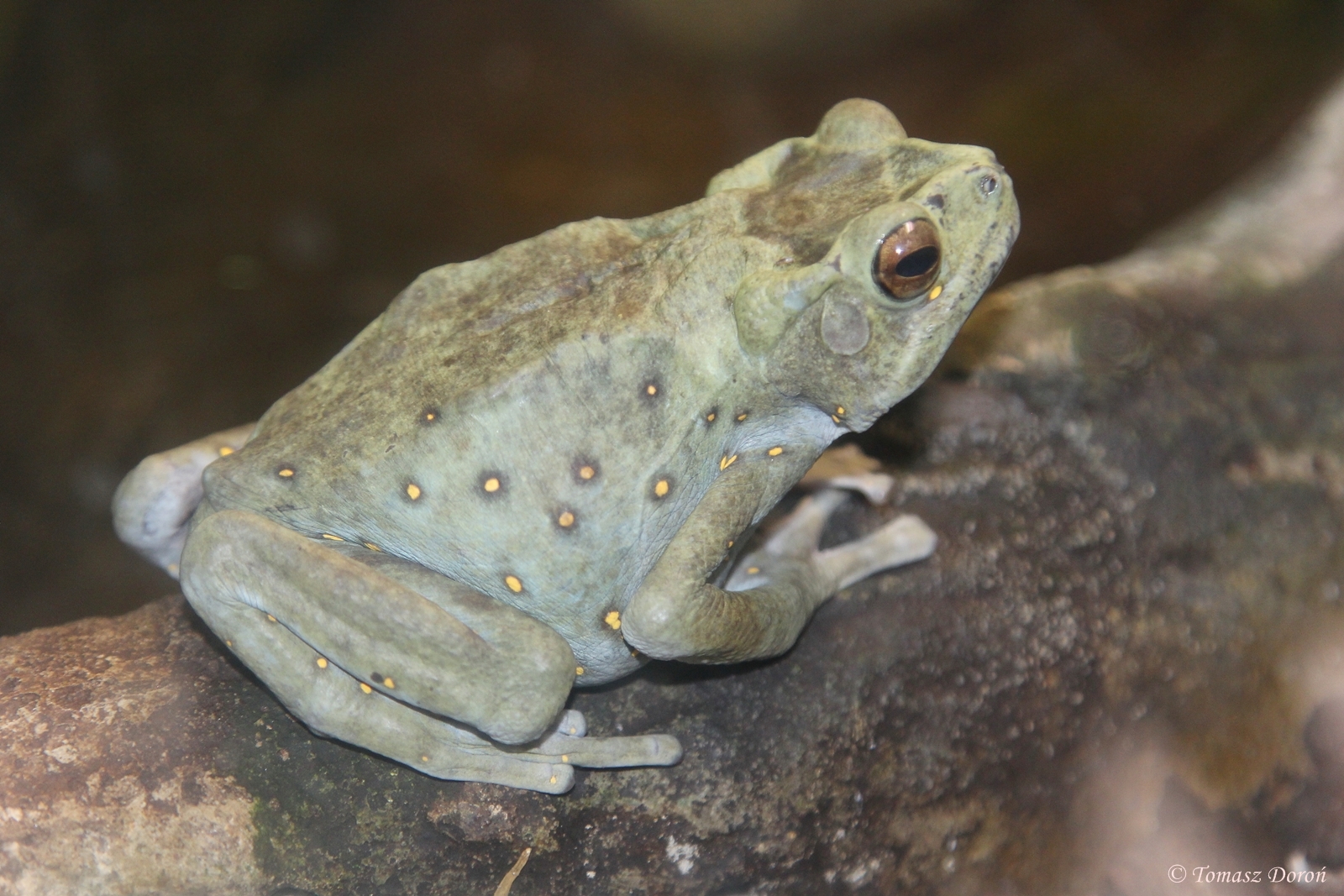 Climbing Toad (Pedostibes hosii)