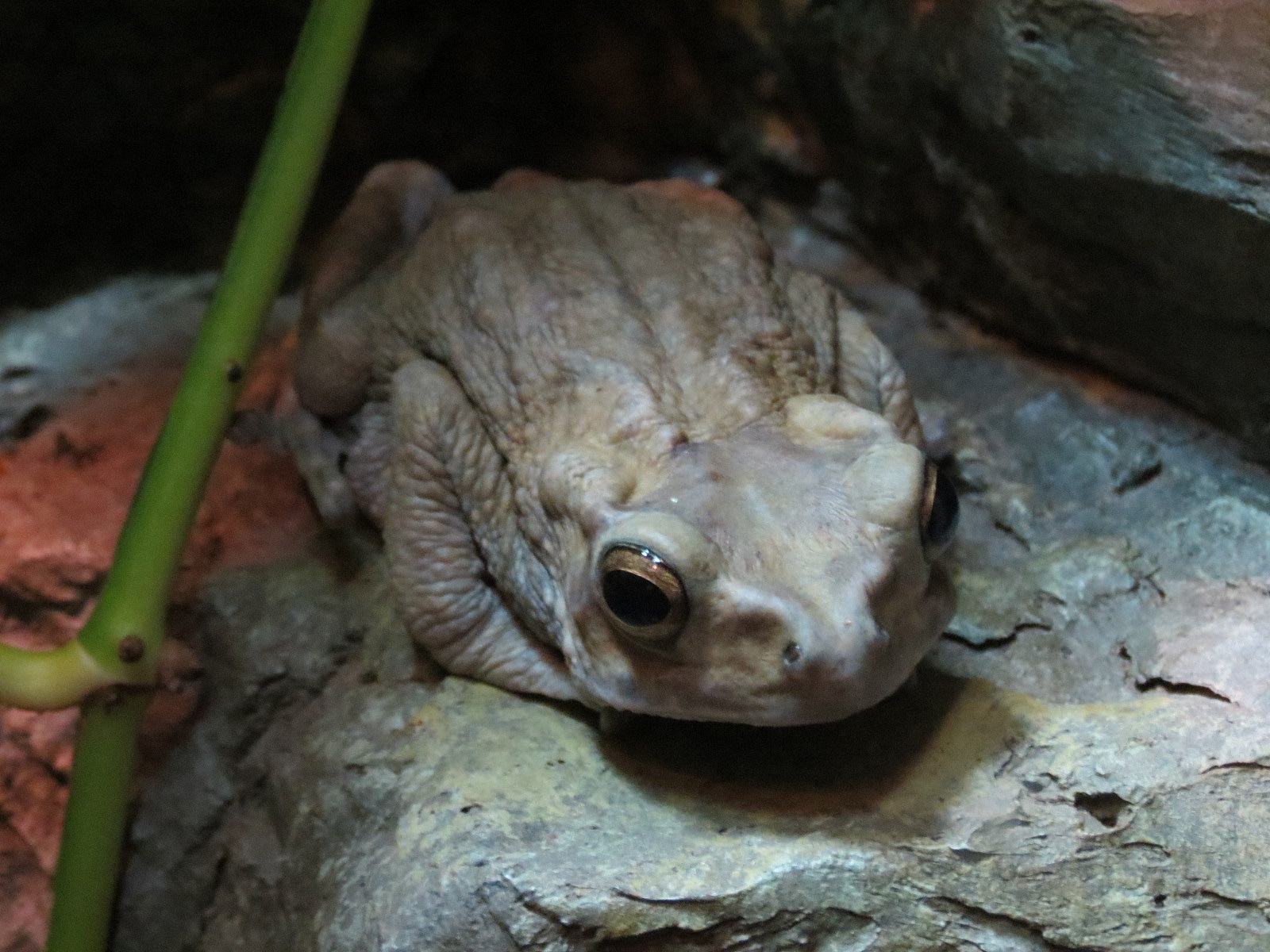 Climbing Toad