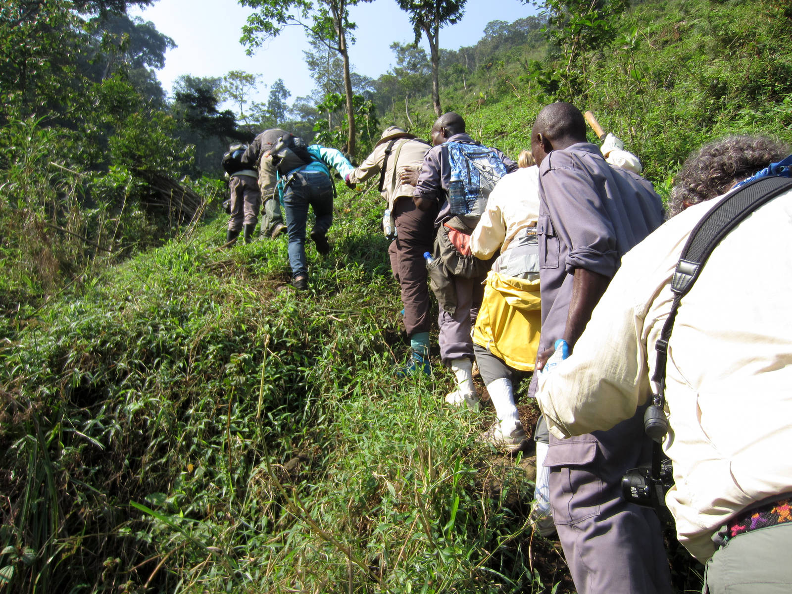 Climbing towards the gorillas