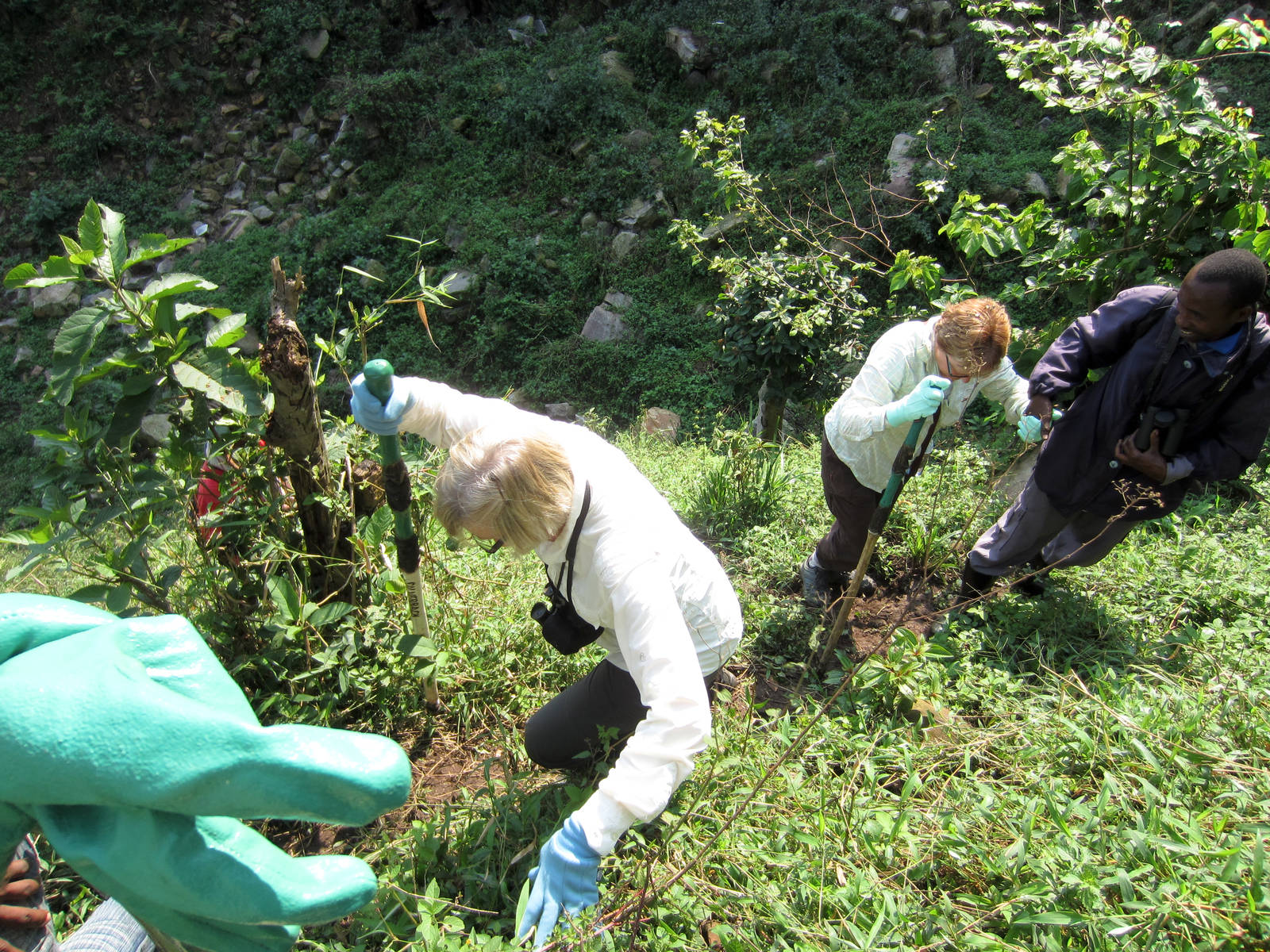 Climbing towards the gorillas