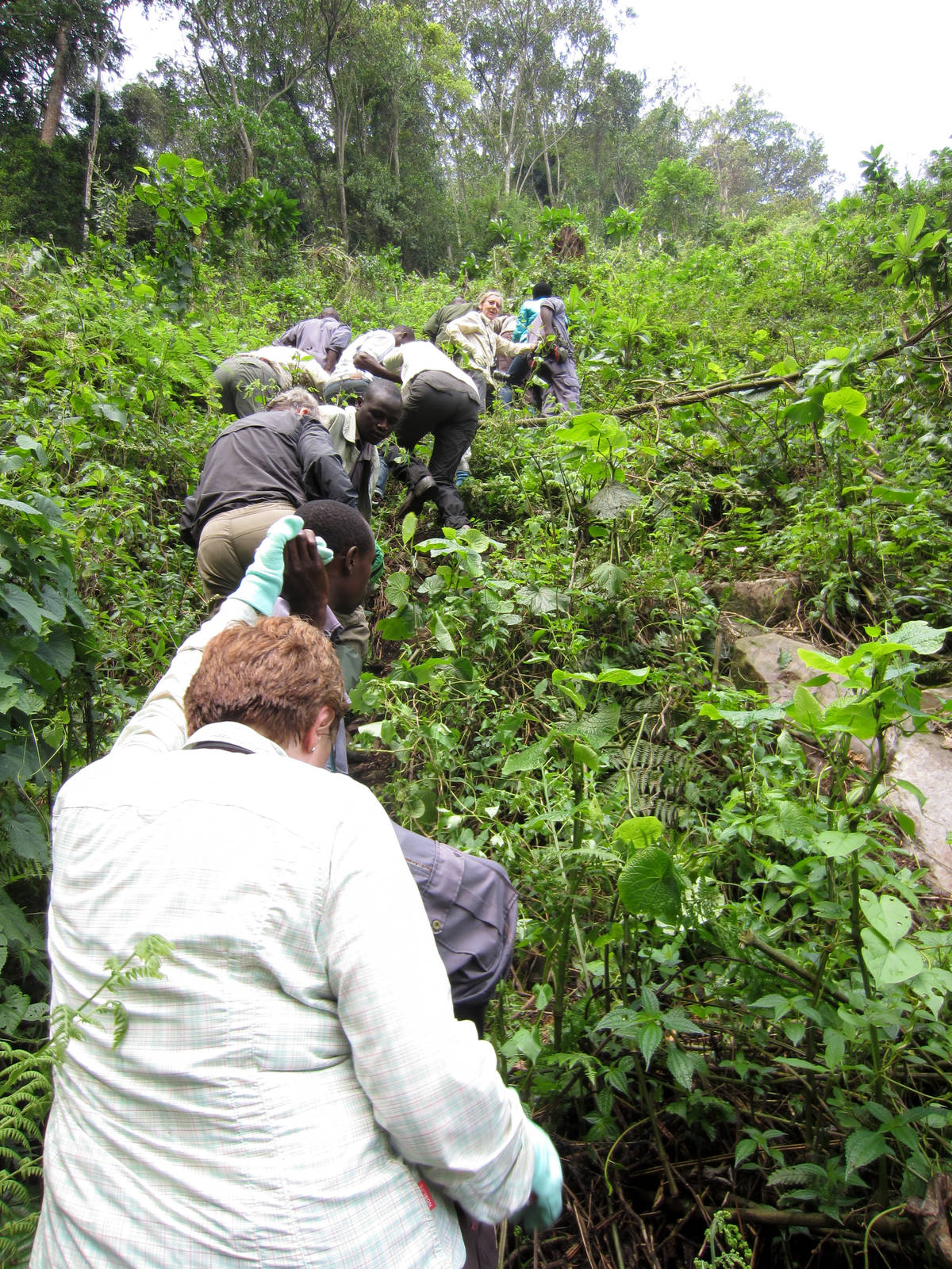 Climbing towards the gorillas