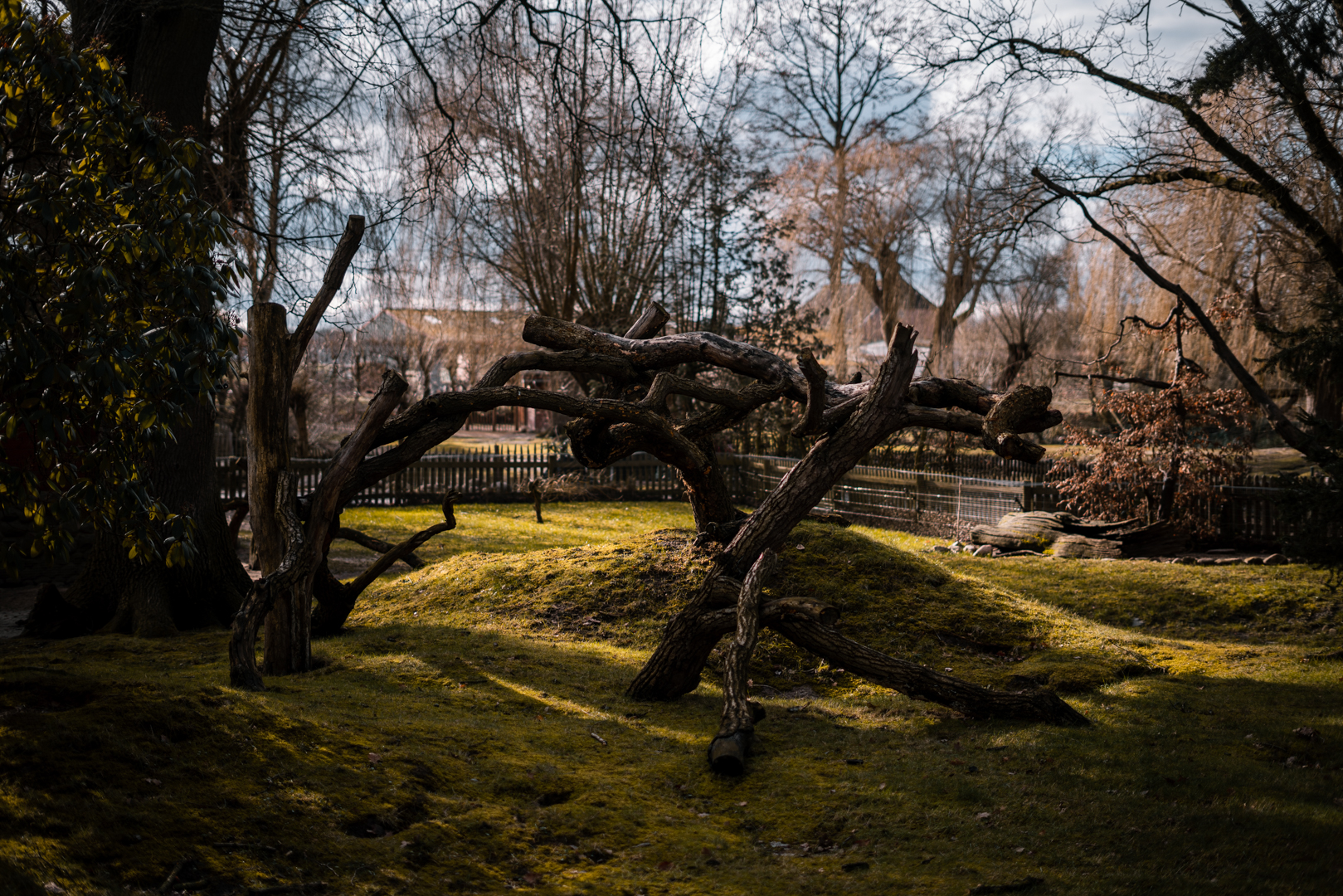 Climbing tree in the Raccoon enclosure