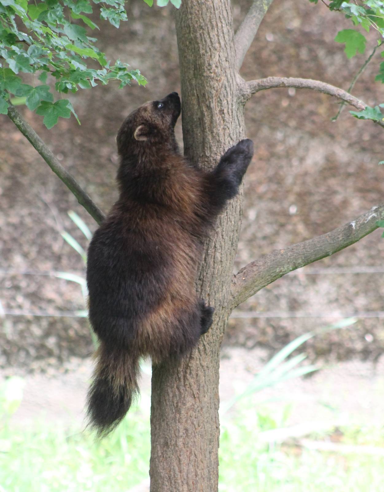 Climbing Wolverine