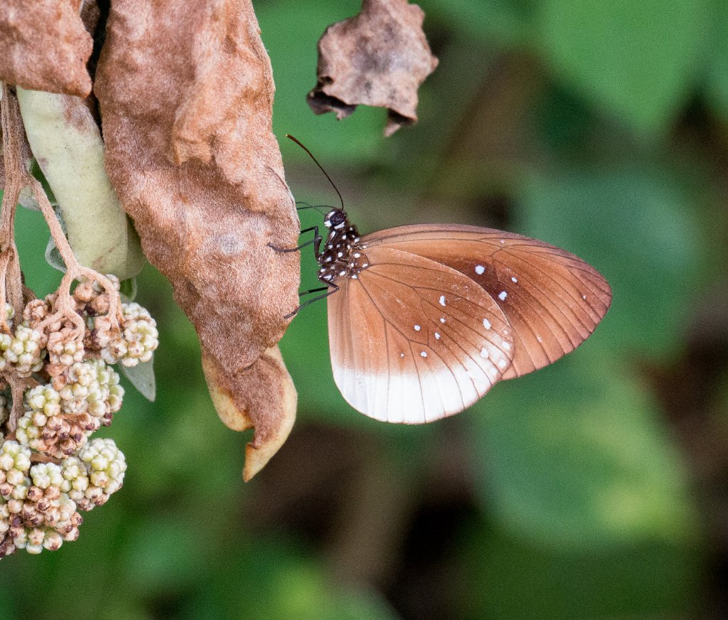 Climena Crow Butterfly