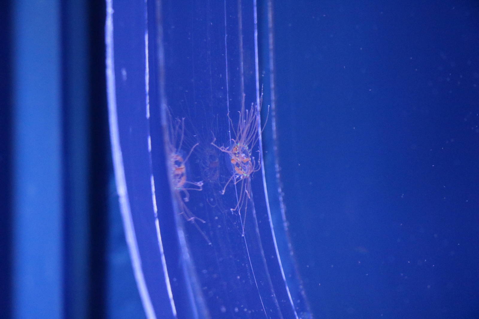 Clinging jellyfish - Sumida Aquarium, February 2016