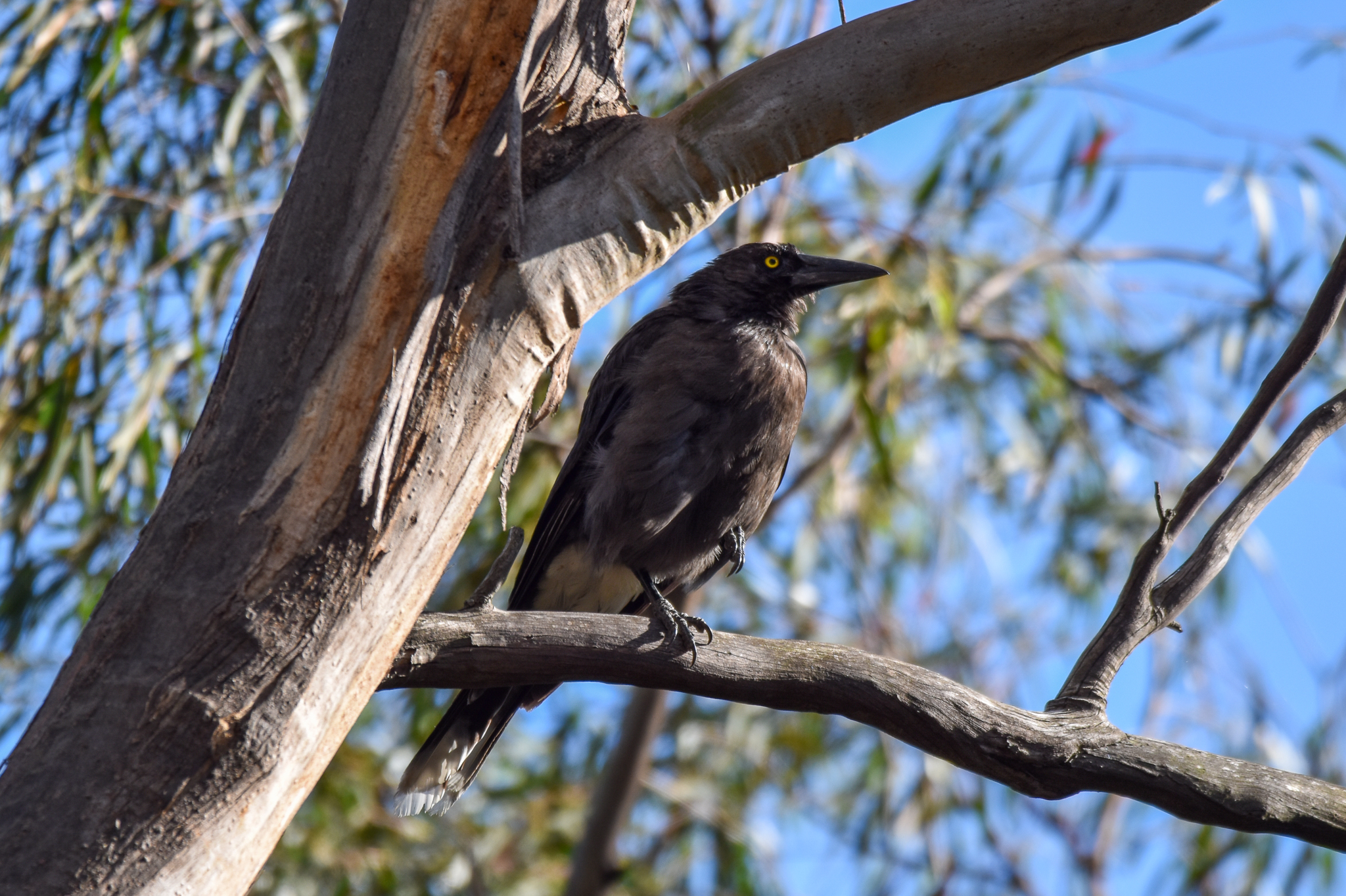 Clinking Currawong