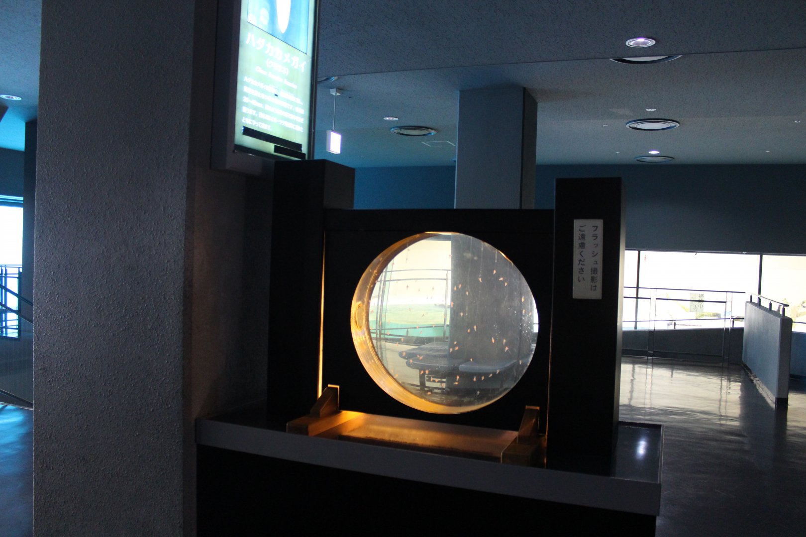 Clione exhibit
