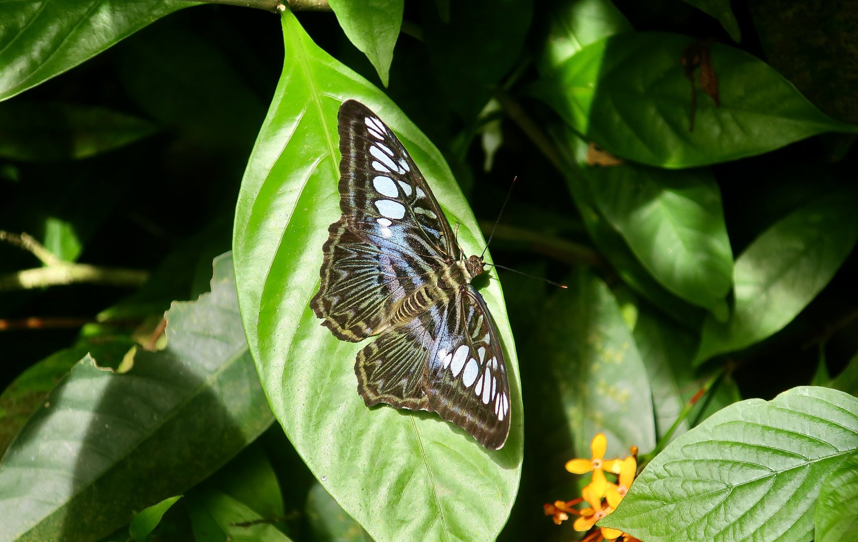Clipper Butterfly (Parthenos sylvia)