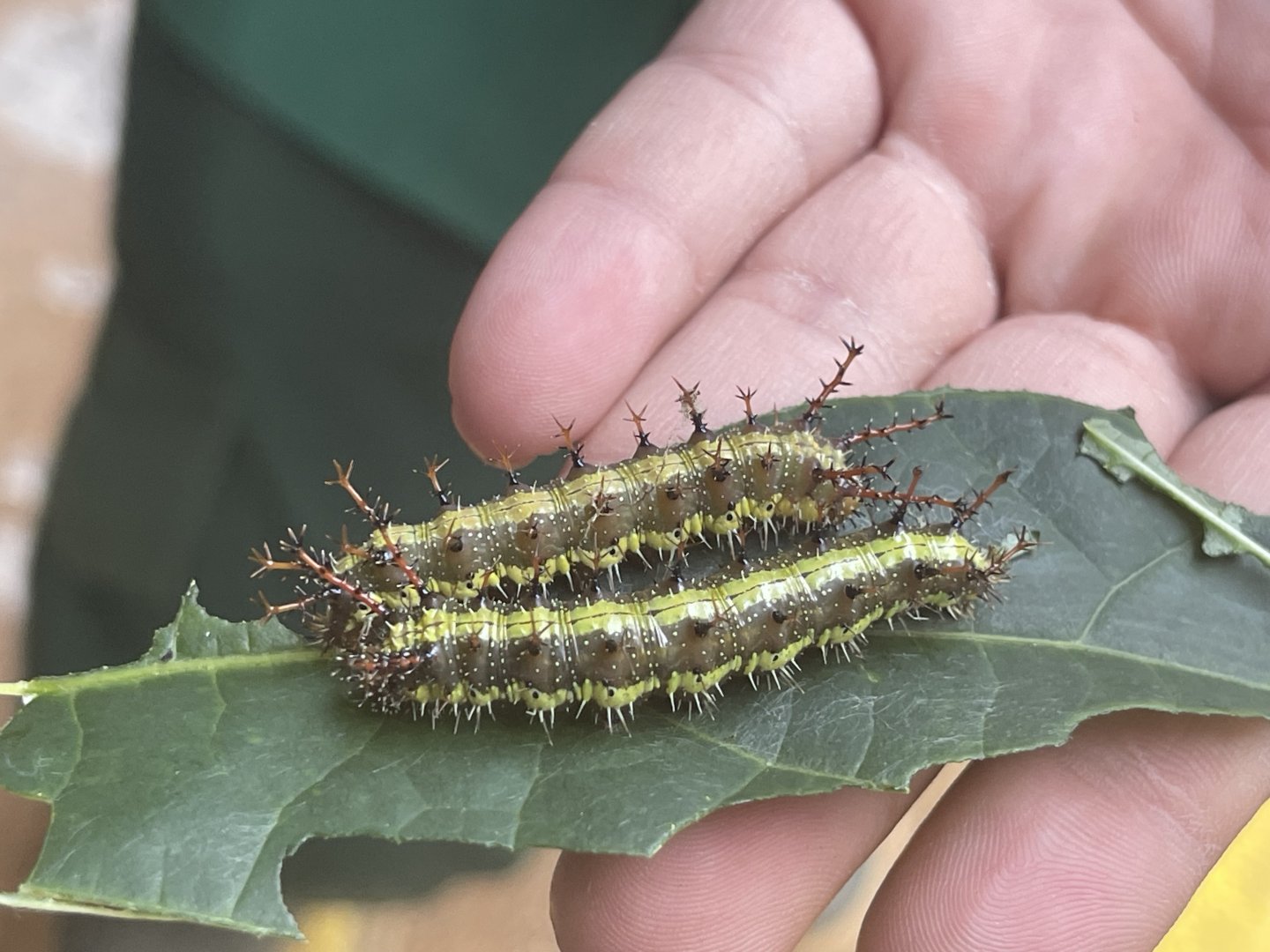clipper (caterpillar form) (parthenos sylvia) - aviary park
