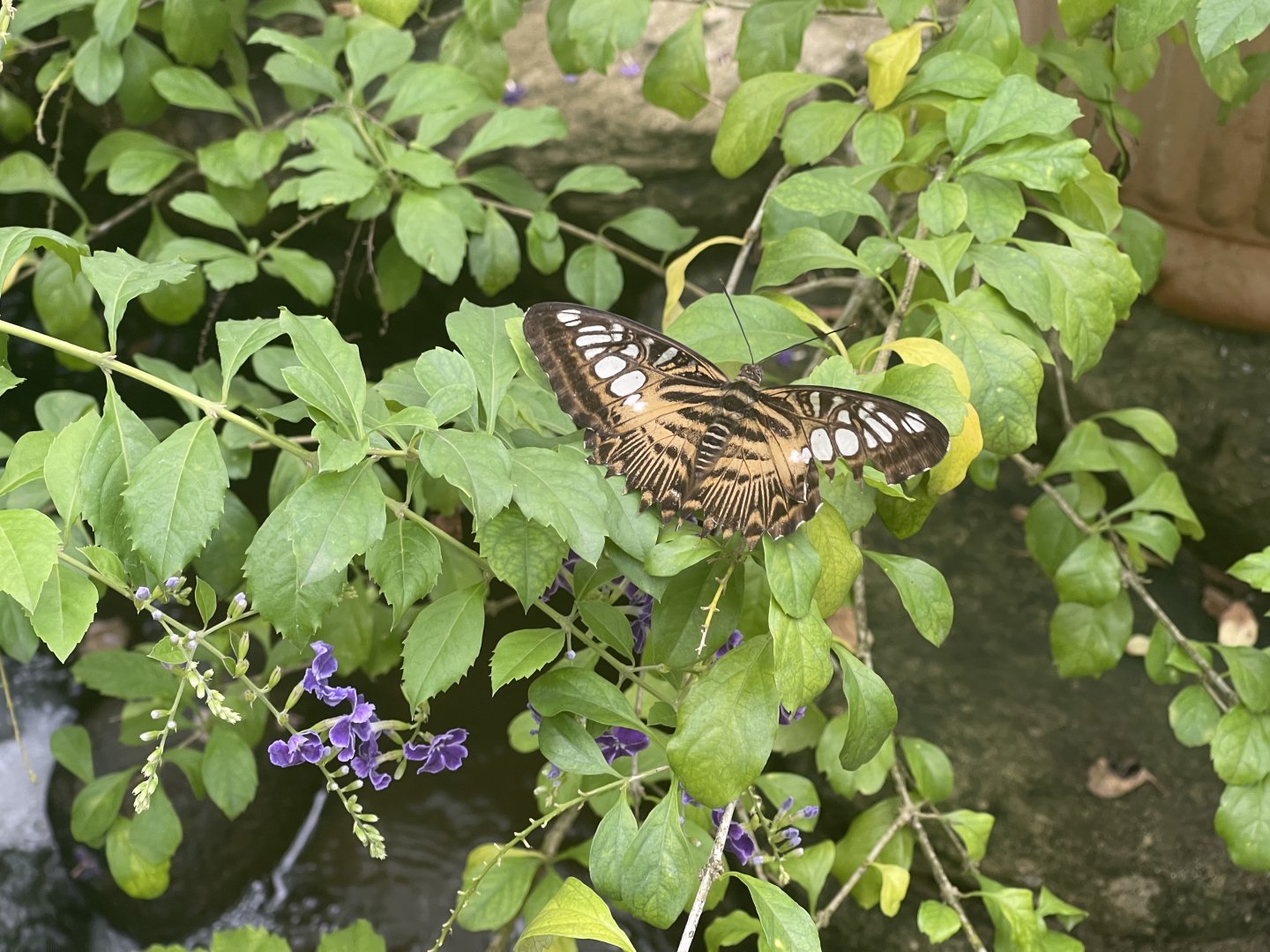 clipper (parthenos sylvia) (1) - aviary park