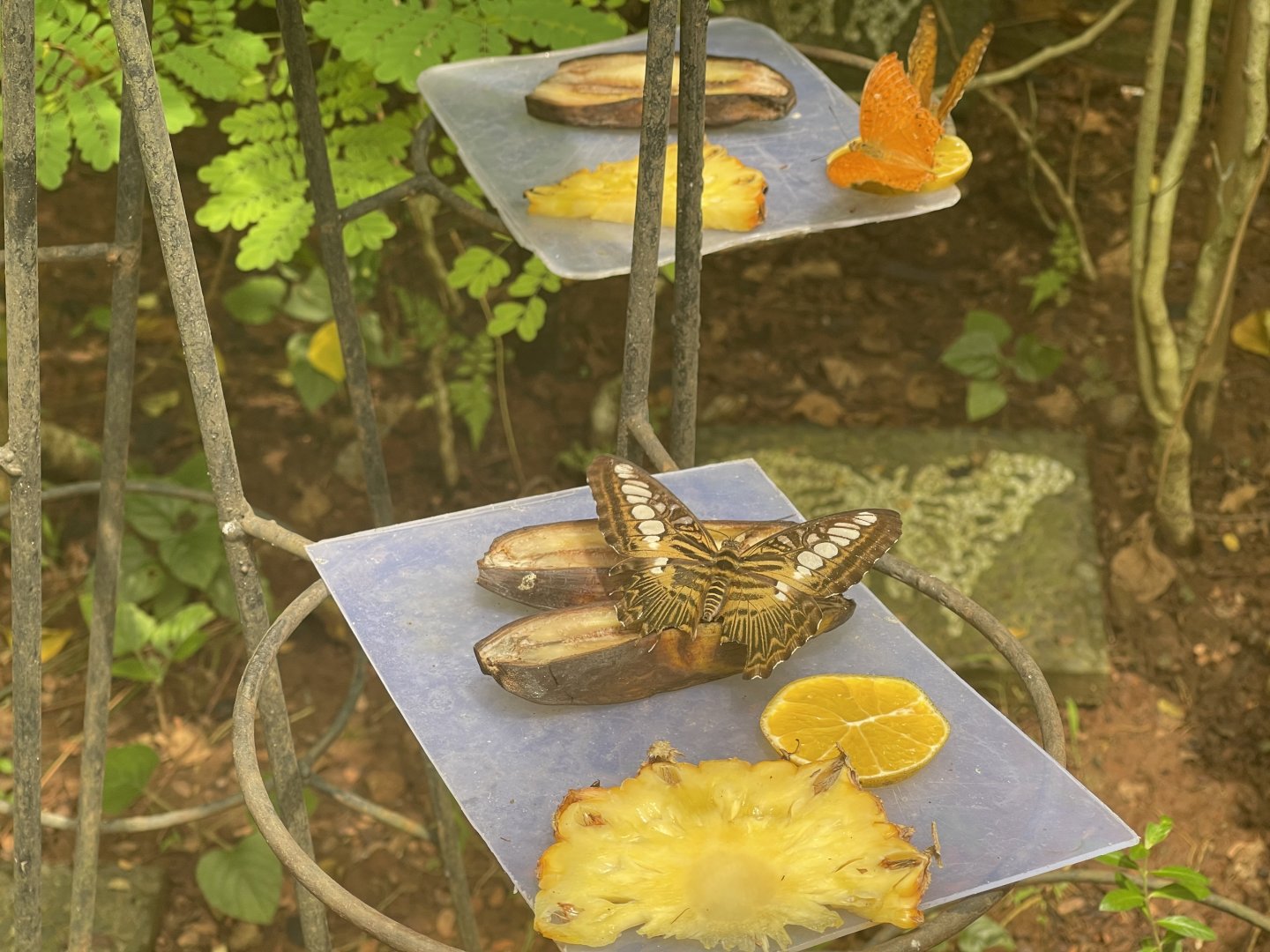 clipper (parthenos sylvia) (2) - aviary park