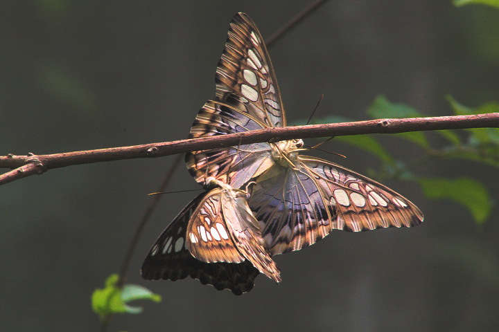 Clipper (Parthenos sylvia sylvia) - Aviary Park