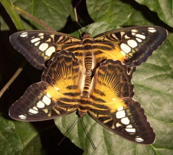 Clipper (Parthenos sylvia)