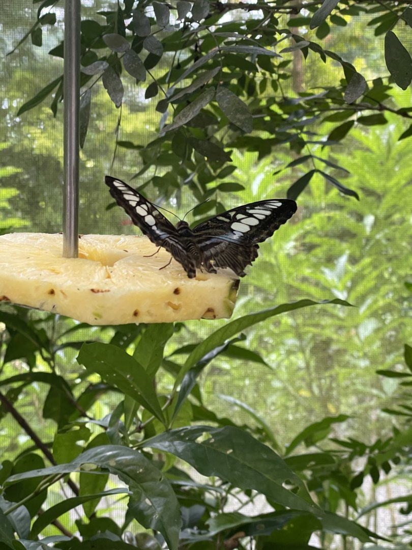 Clipper (Parthenos sylvia)