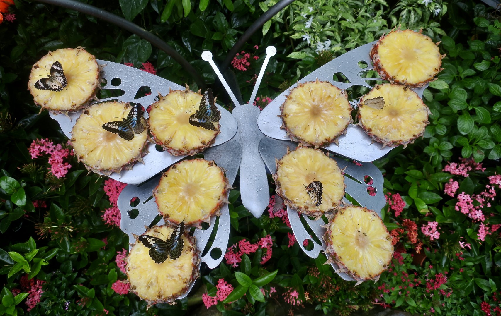 Clippers (Parthenos sylvia) and Leopard Lacewings (Cethosia cyane) - Changi Airport Butterfly Garden