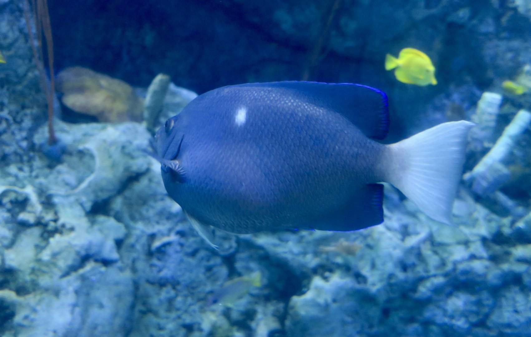 Clipperton Angelfish (Holacanthus limbaughi)