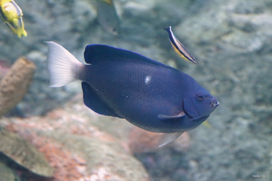 Clipperton angelfish (Holacanthus limbaughi)
