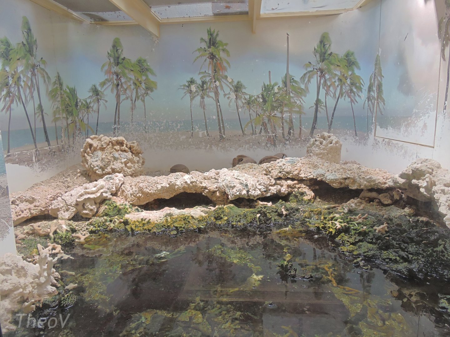 Clipperton crab terrarium [2015]