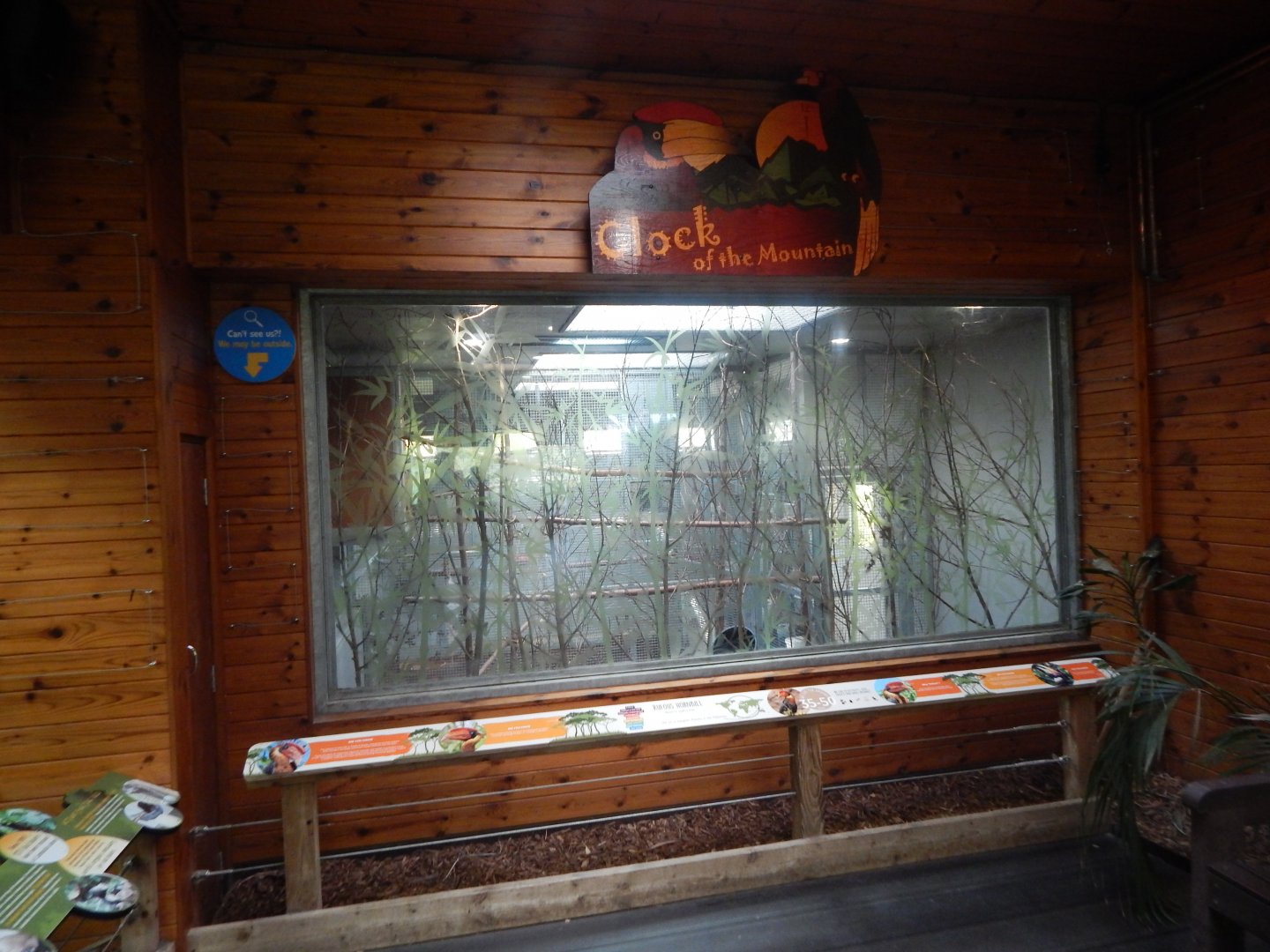 Clock of the Mountain - Mindanao rufous hornbill indoors 110925