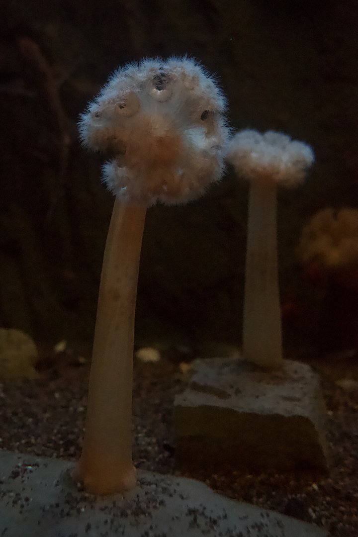 Clonal Plumose Anemone/ Metridium senile