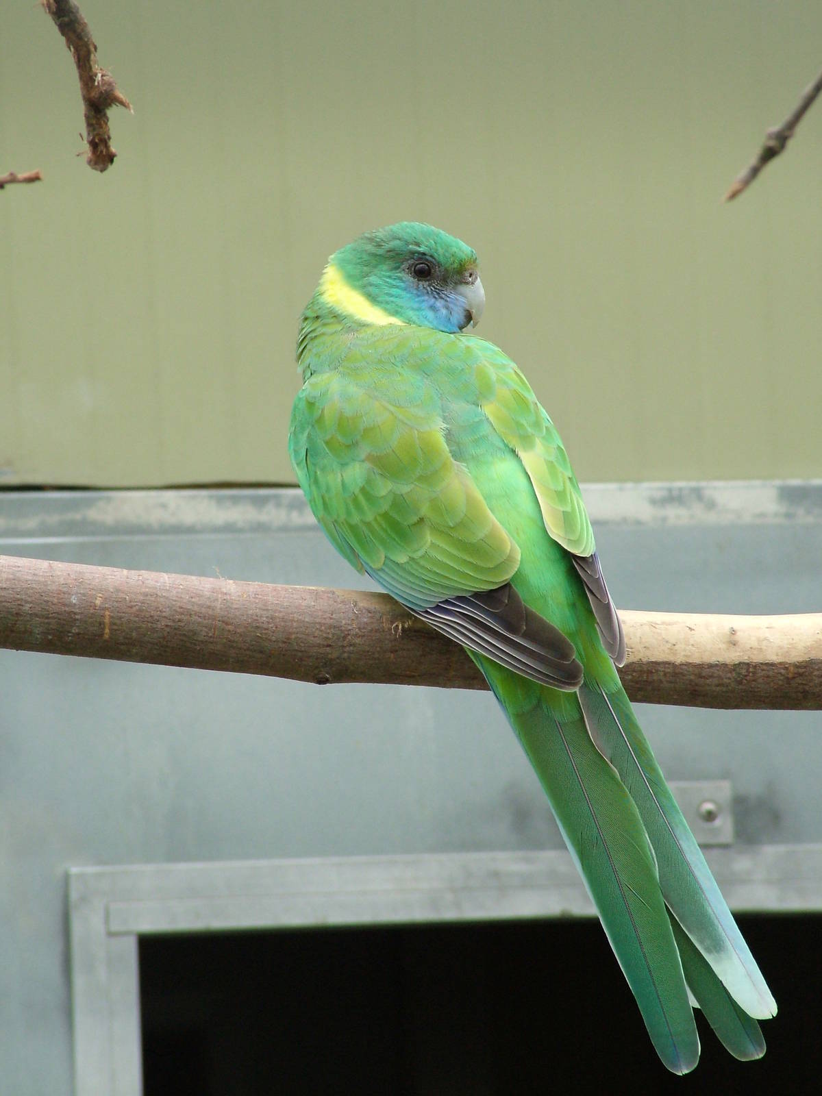 Cloncurry Parakeet at Plantaria 14/05/09
