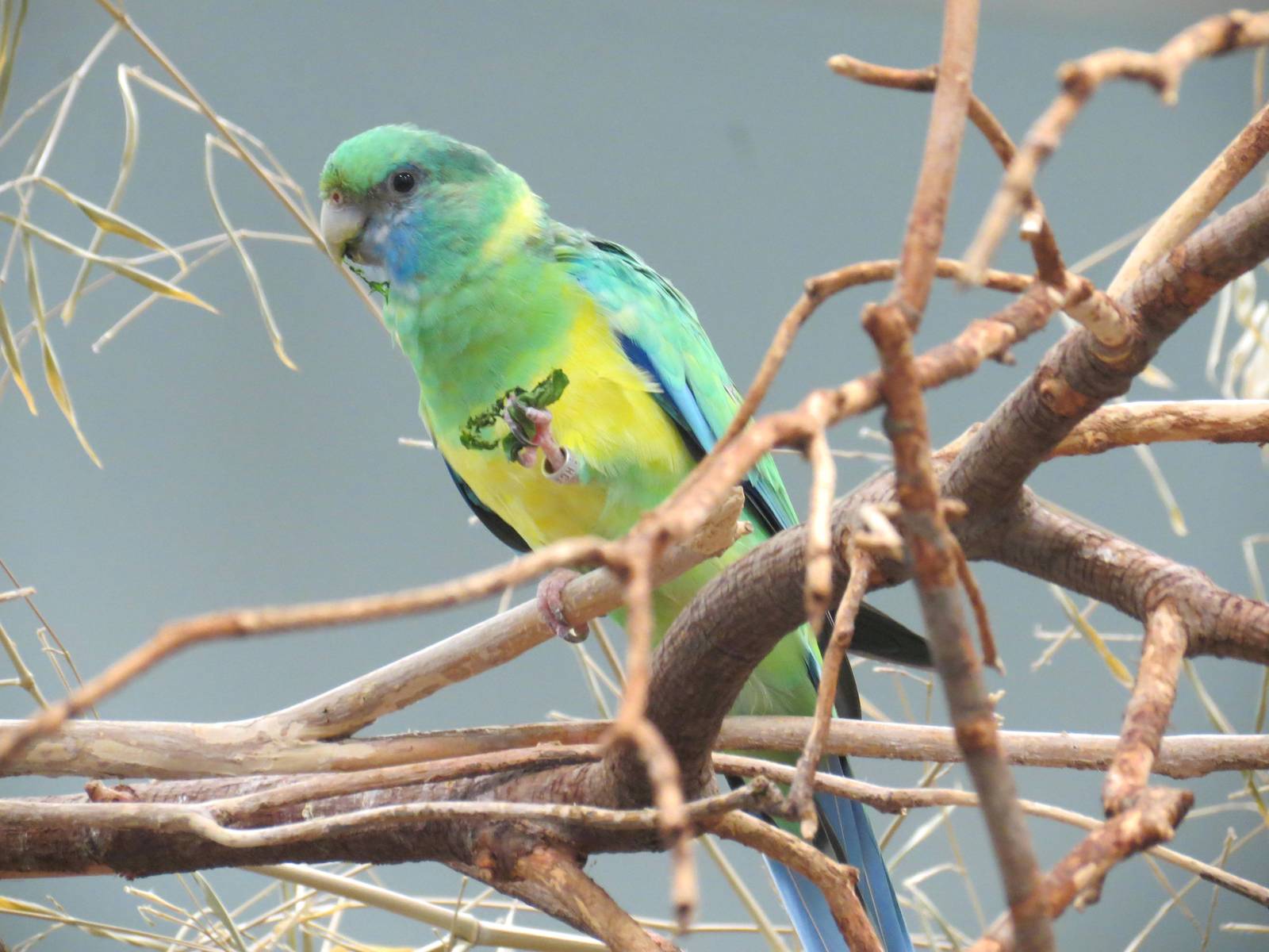 Cloncurry Parrot