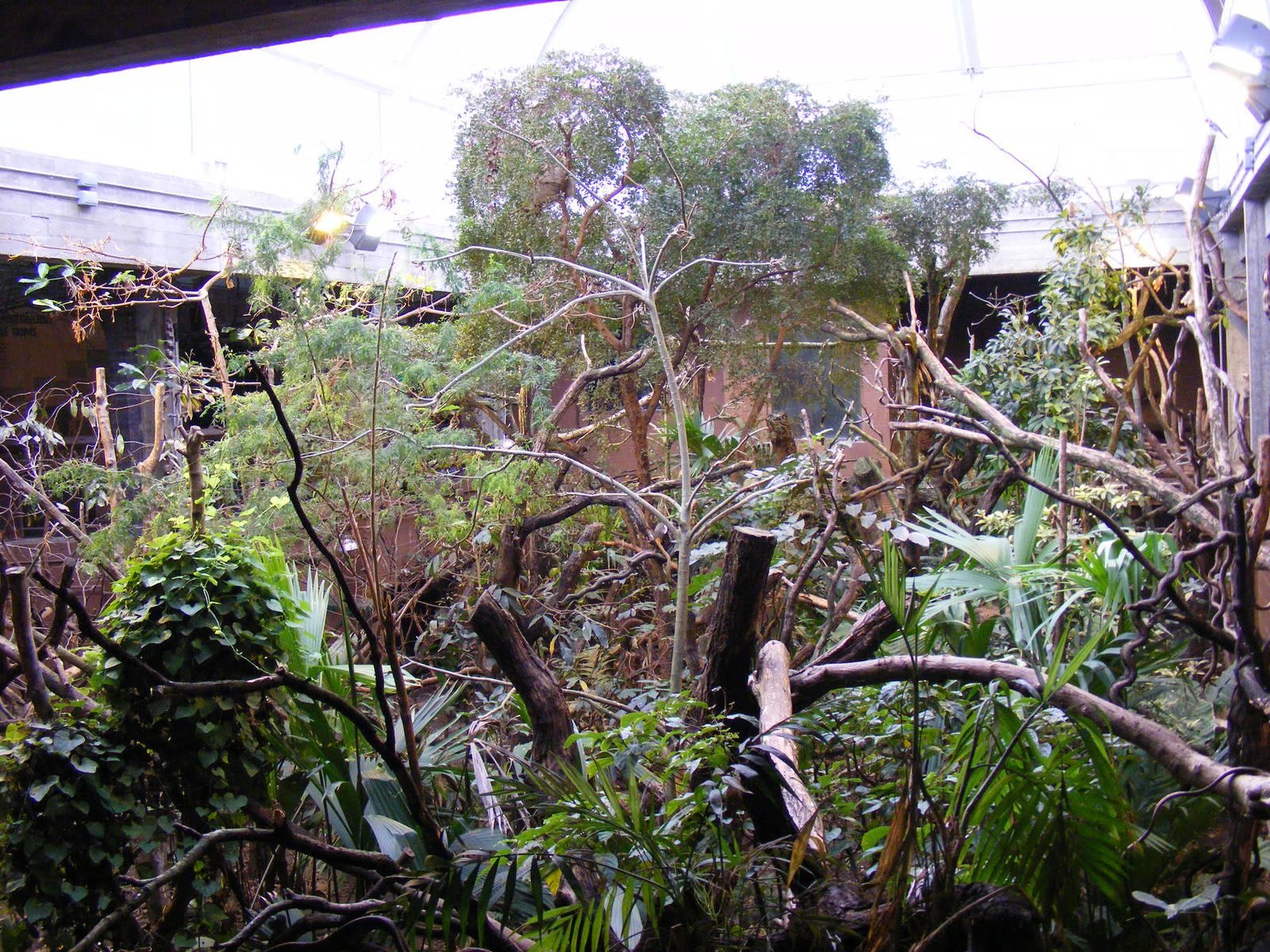 Clore Rainforest Lookout enclosure at London Zoo, 15 January 2011