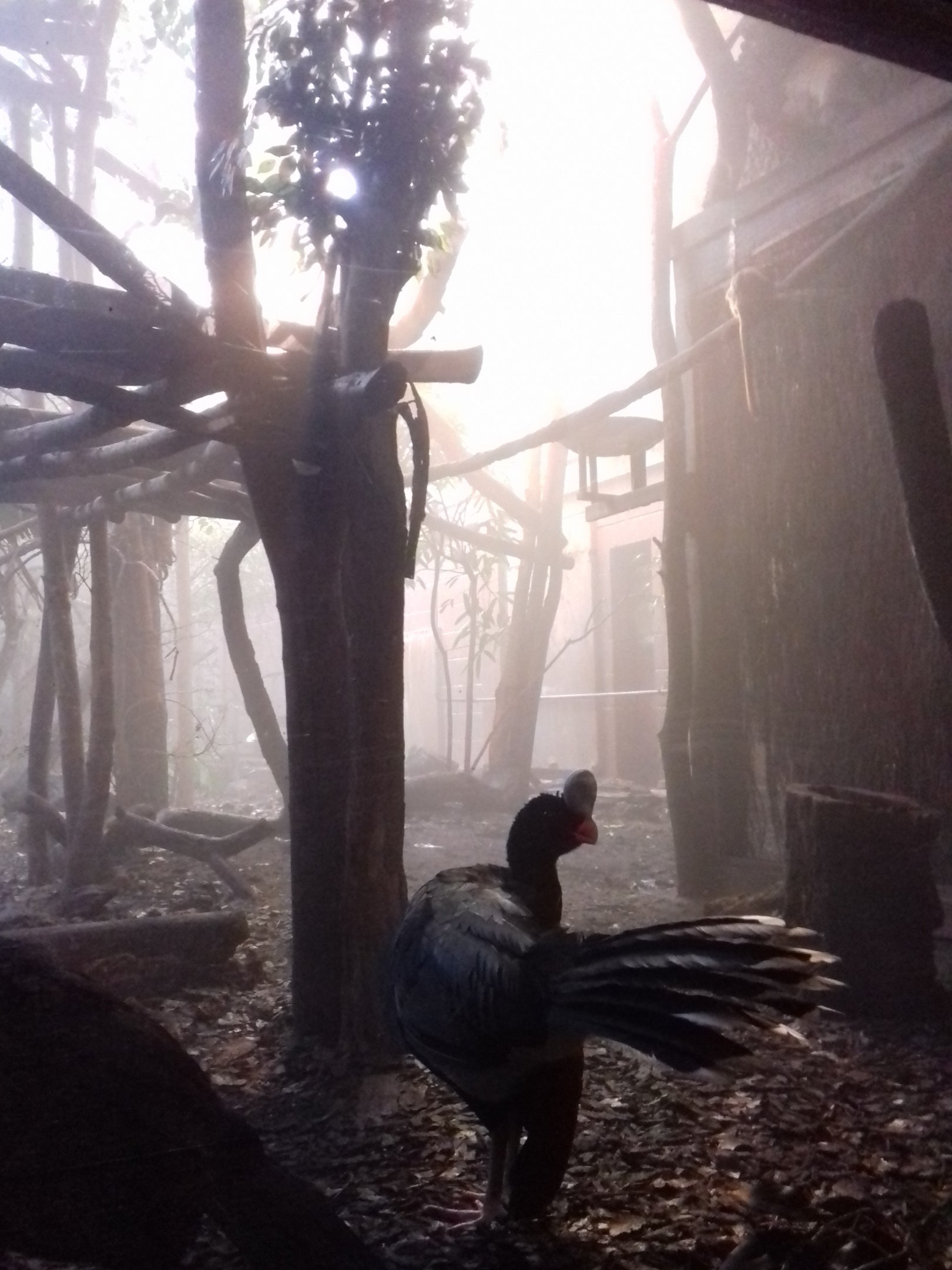 Clore Rainforest Lookout