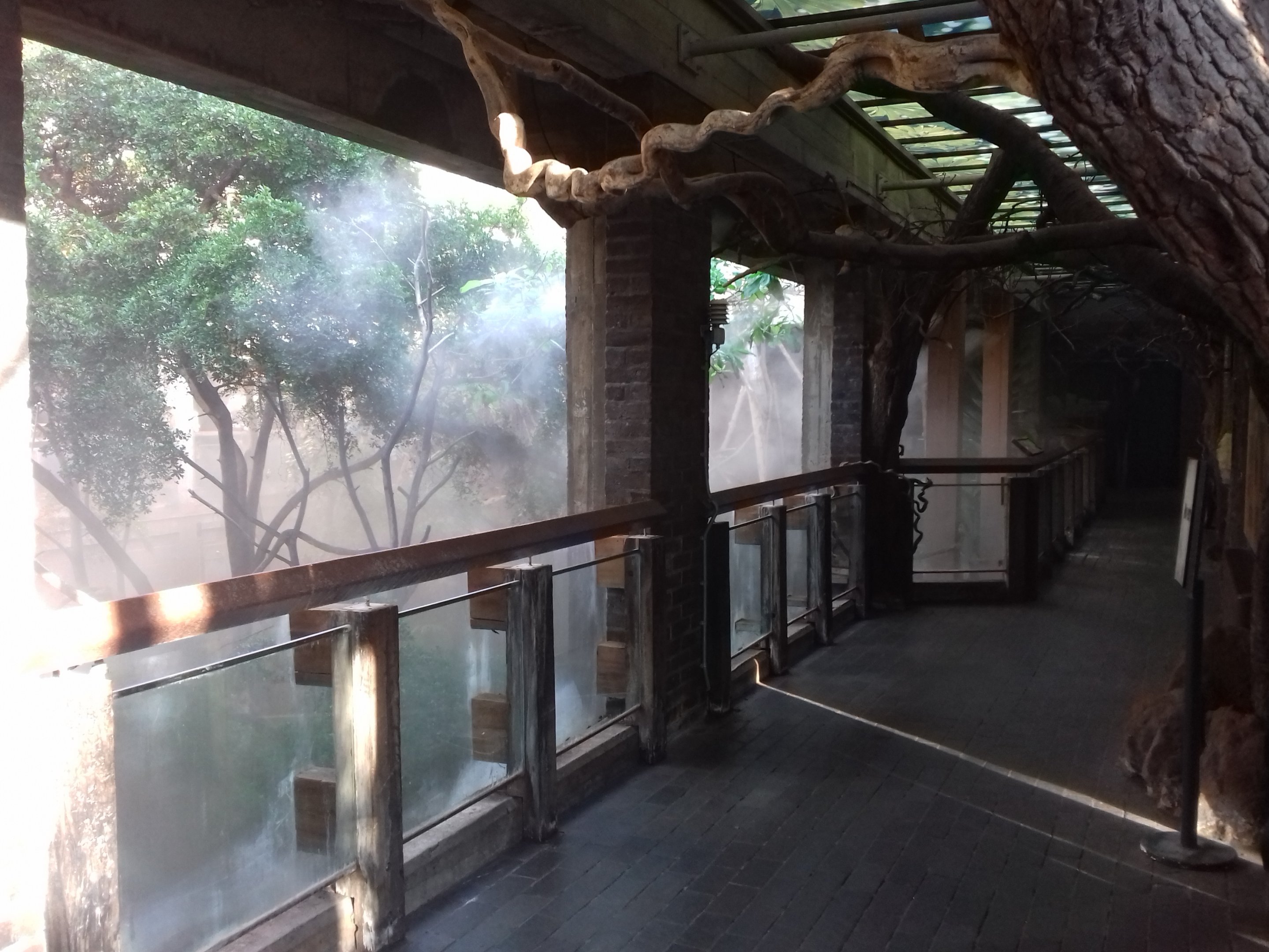 Clore Rainforest Lookout