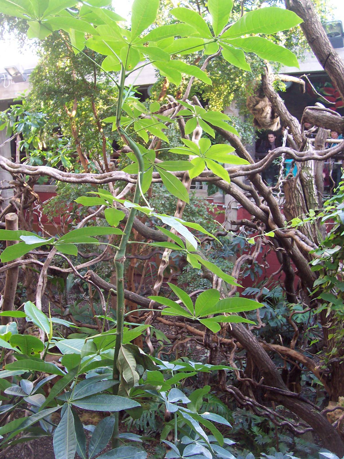 Clore Rainforest pavillion