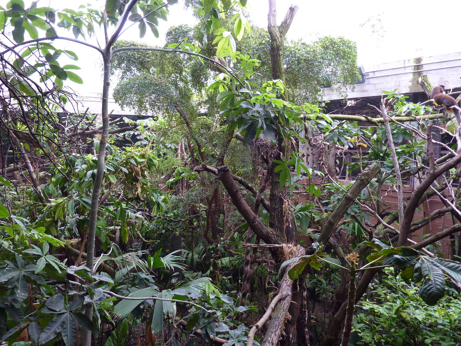 Clore Rainforest