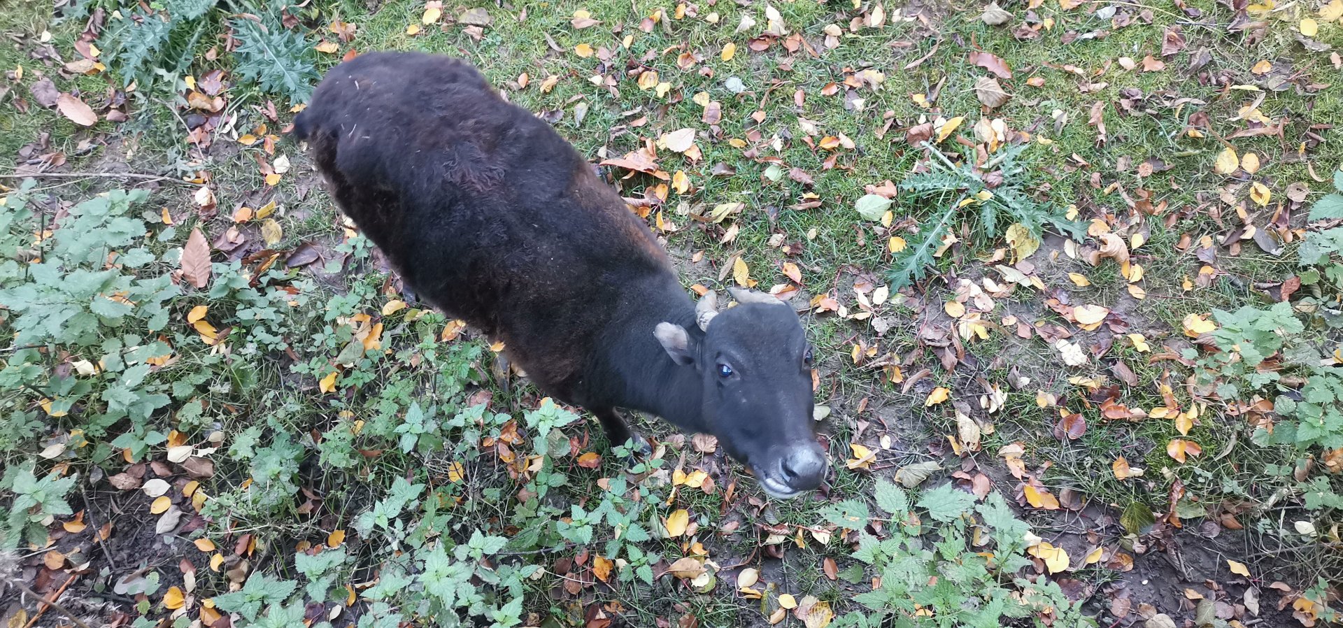 Close encounter with Idris