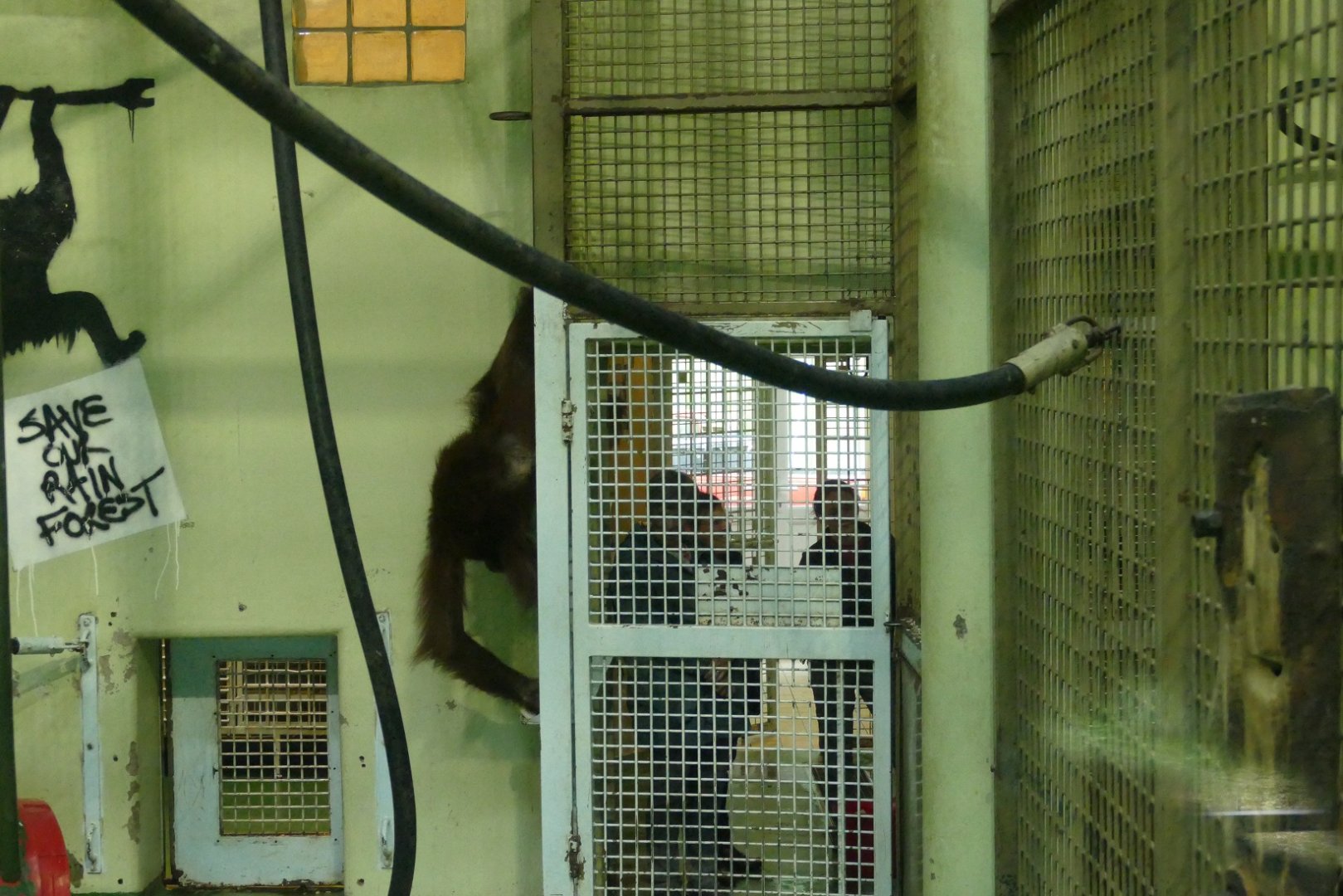 Close encounter with the orangs, June 2018