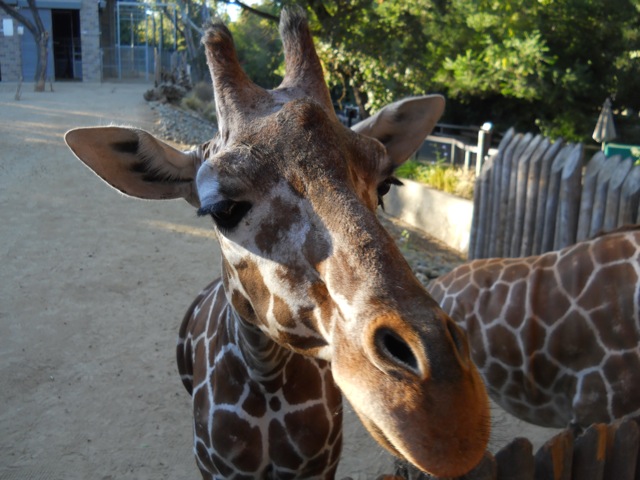 Close Encounters of the Giraffe Slobbery Kind