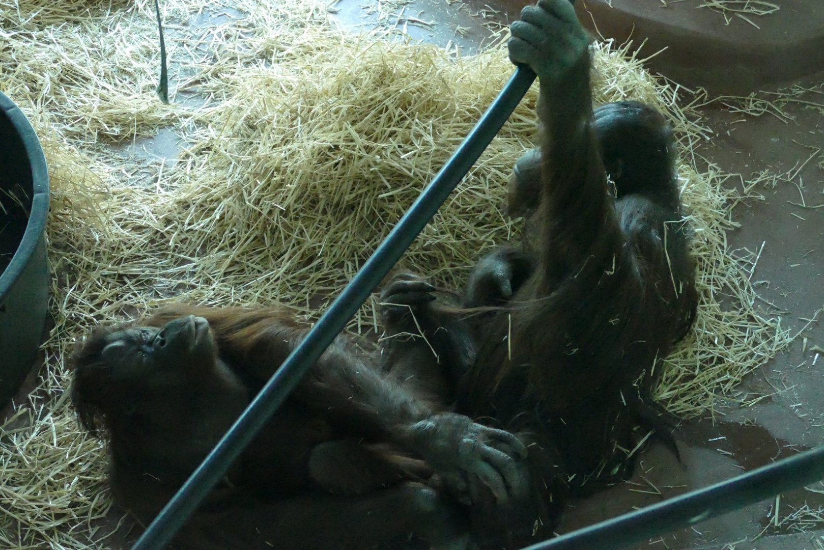 Close encounters of the orangutan kind, 27 February 2019