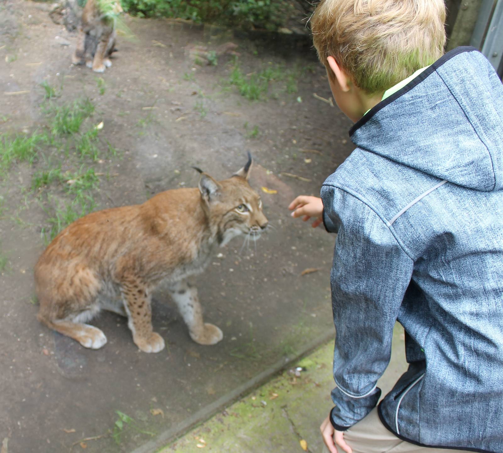 Close to the Lynx