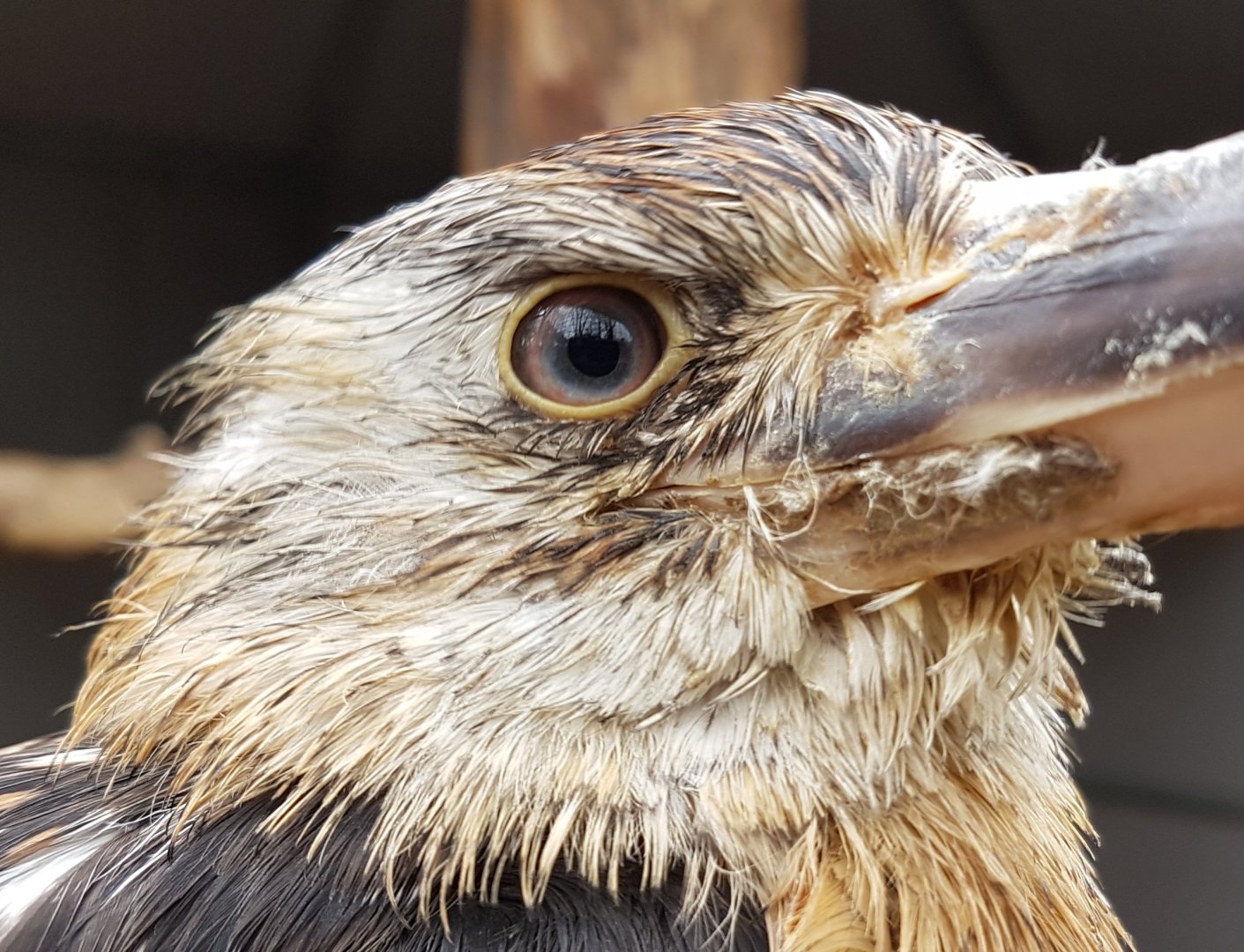 Close-up Blue-winged kookaburra