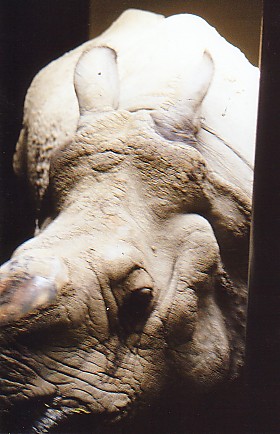 Close up breeding bull Indian rhino Toronto zoo Canada (off exhibit)