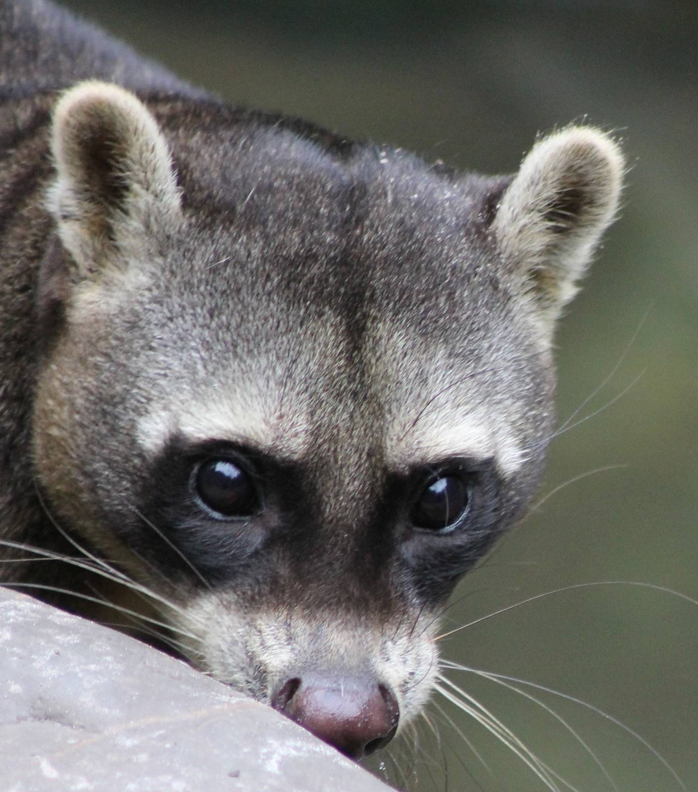 Close-up Crab-eating raccoon