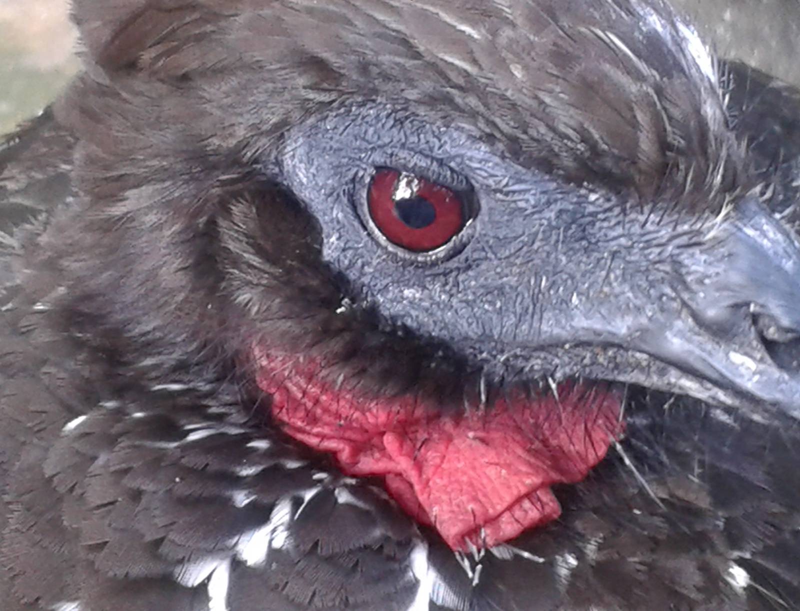 Close-up Crested guan