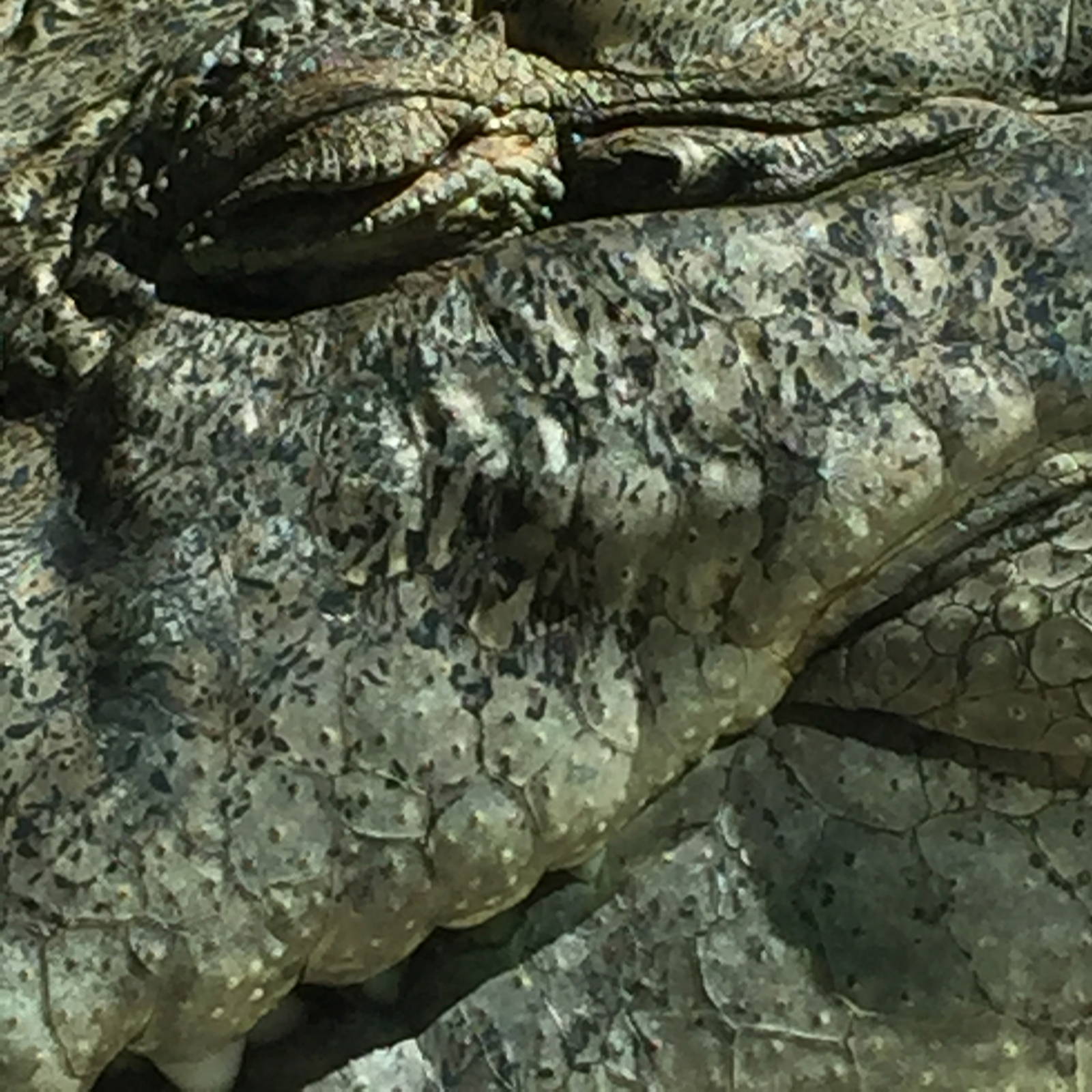 Close up Croc