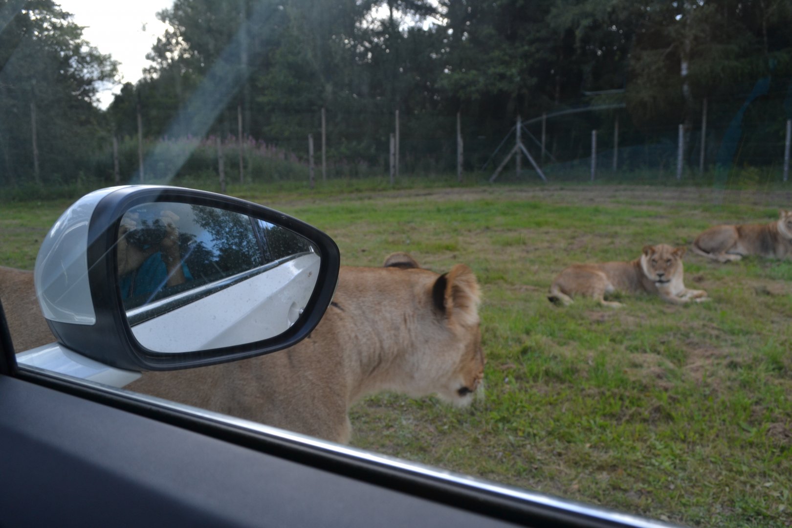 Close-up encounter with lions in Givskud Zoo