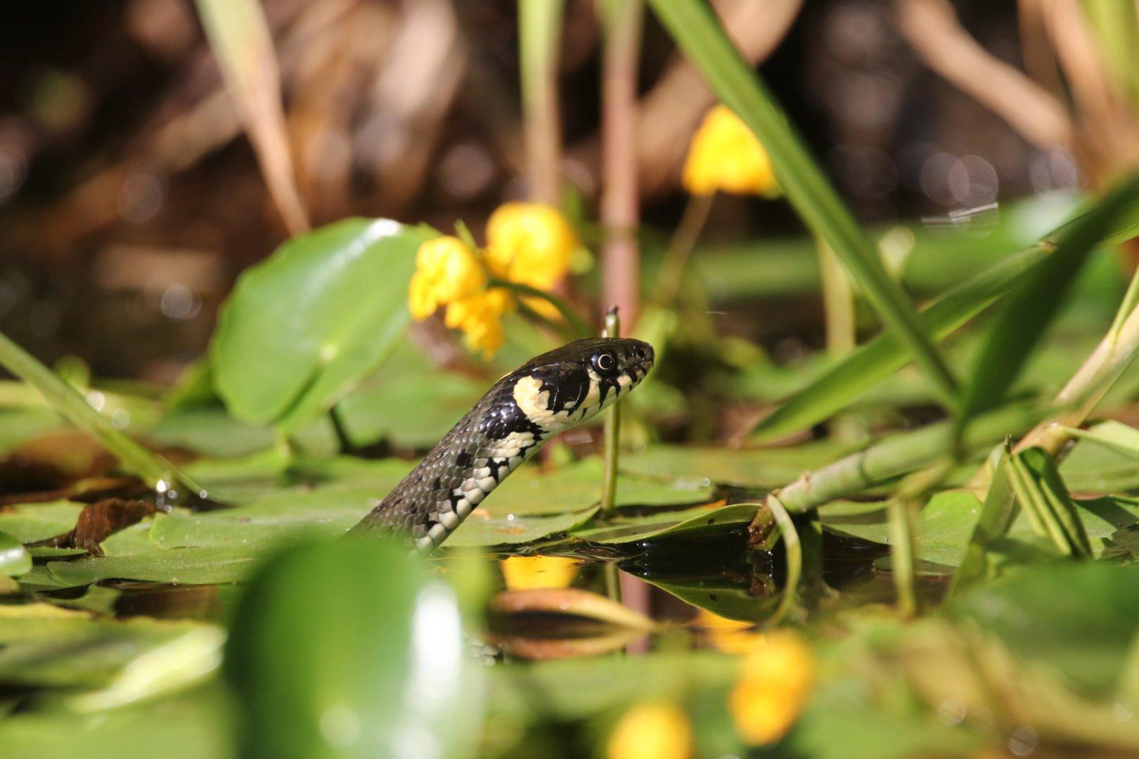 Close-up Grass snake