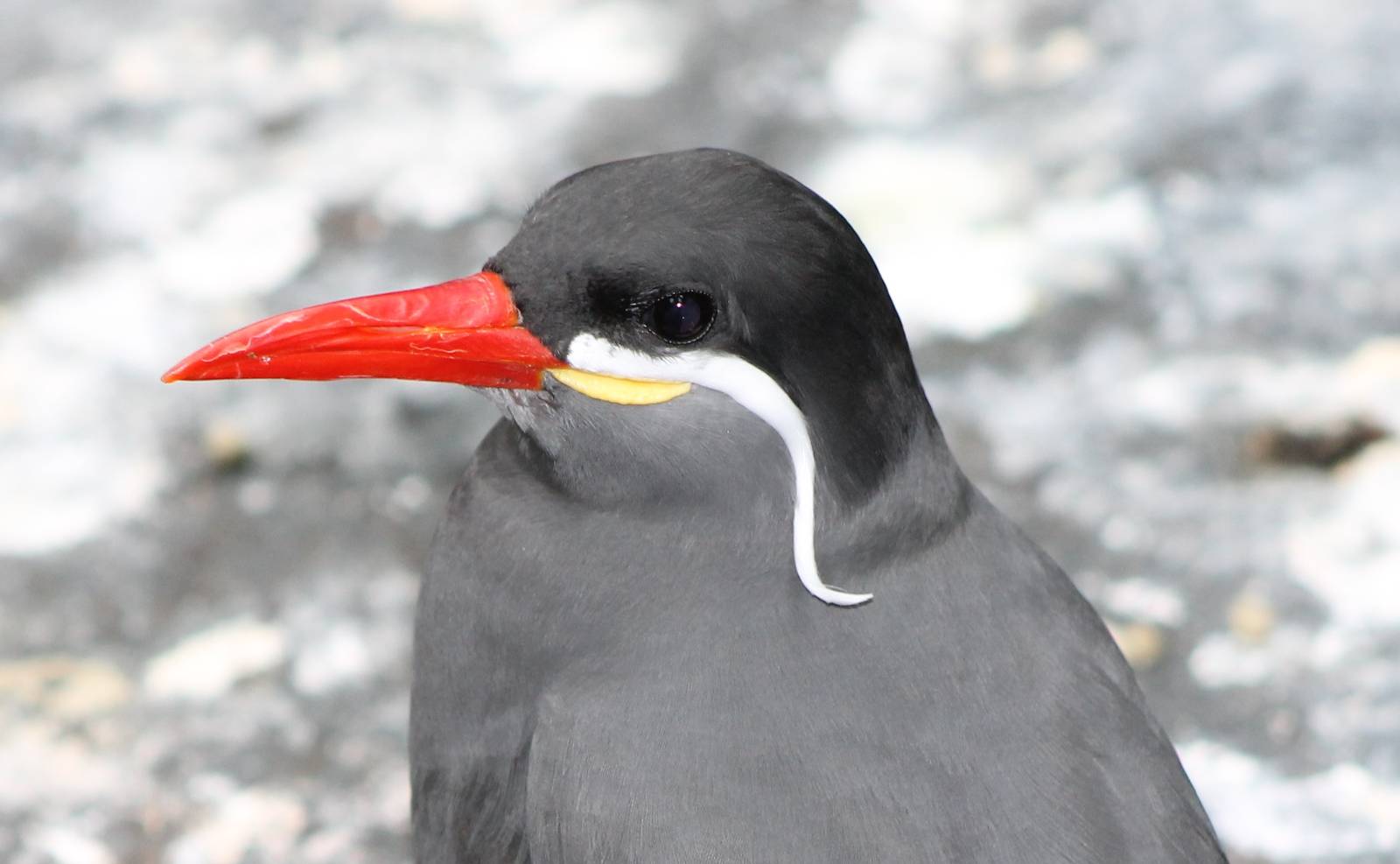 close-up inca tern