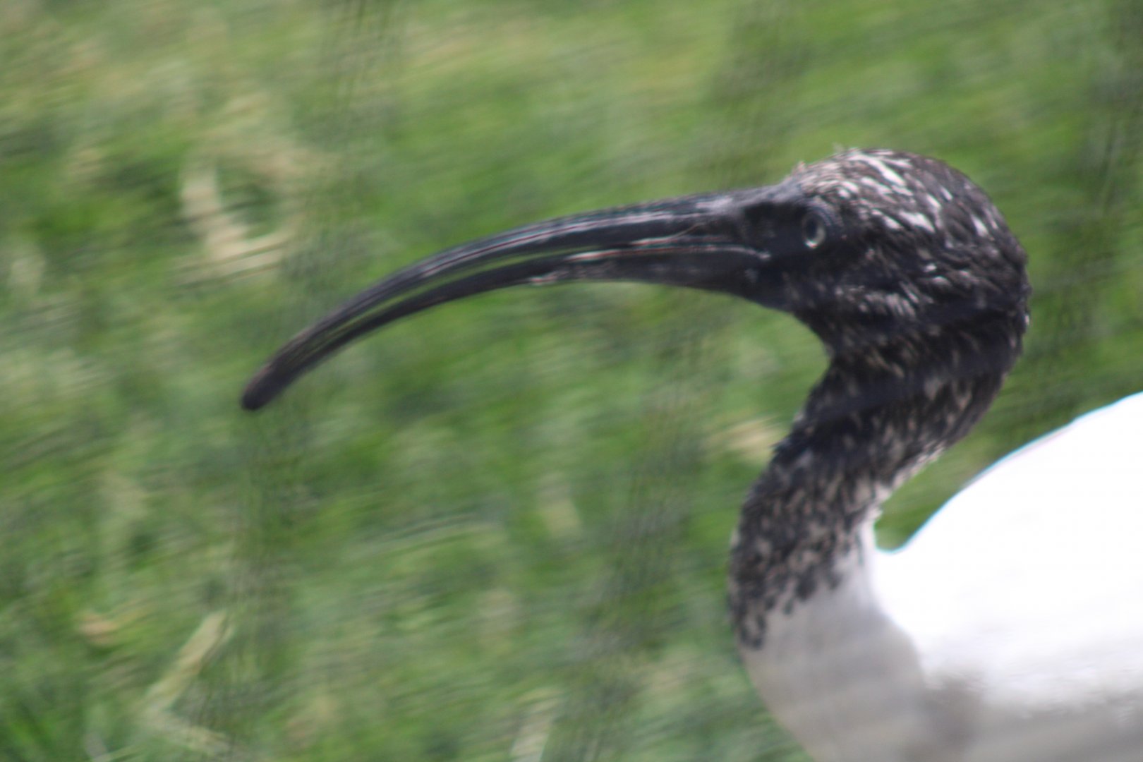 Close Up of a Malagasy Sacred Ibis [May 11, 2022]